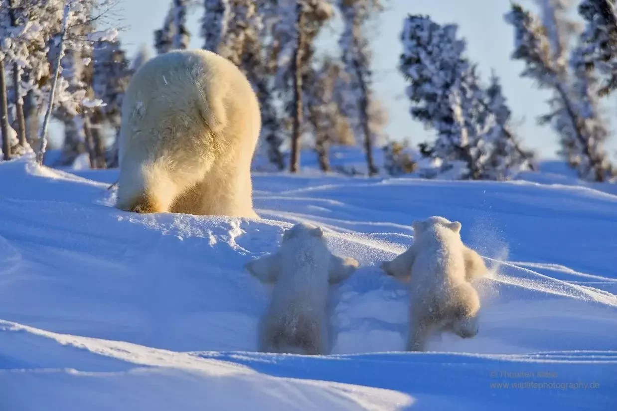 FROM FROZEN ARTIC TO HUMID AMAZON, ADVICE AND EXPERIENCEFROM ONE OF THE BEST WILDLIFE PHOTOGHRAPHERS: THORSTEN MILSE