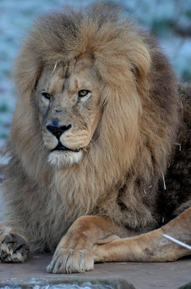 PELI CAT -CHOW