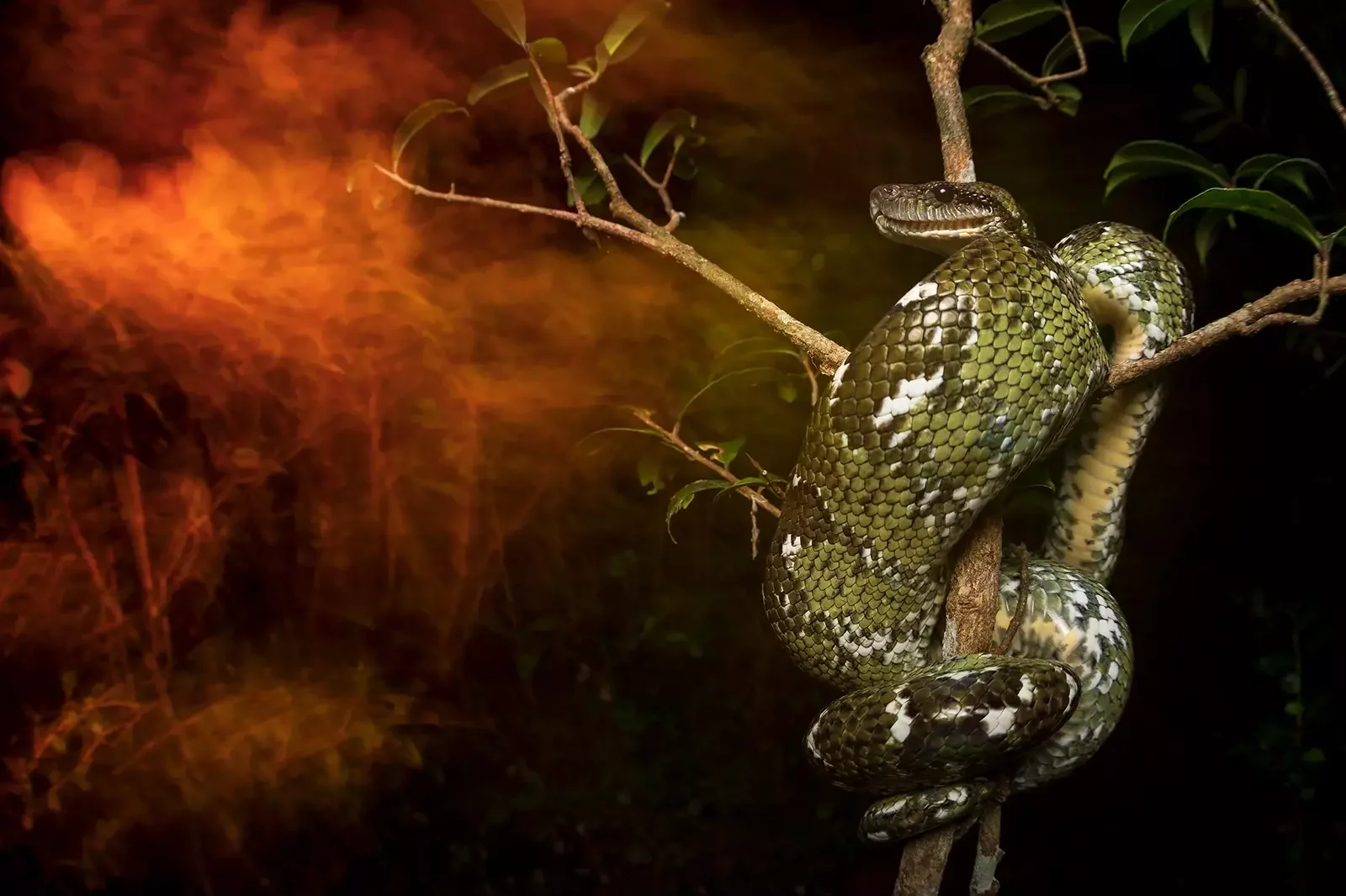 A CHAT WITH BIOLOGIST AND PRO CONSERVATION PHOTOGRAPHER ROBERT GARCIA ROA